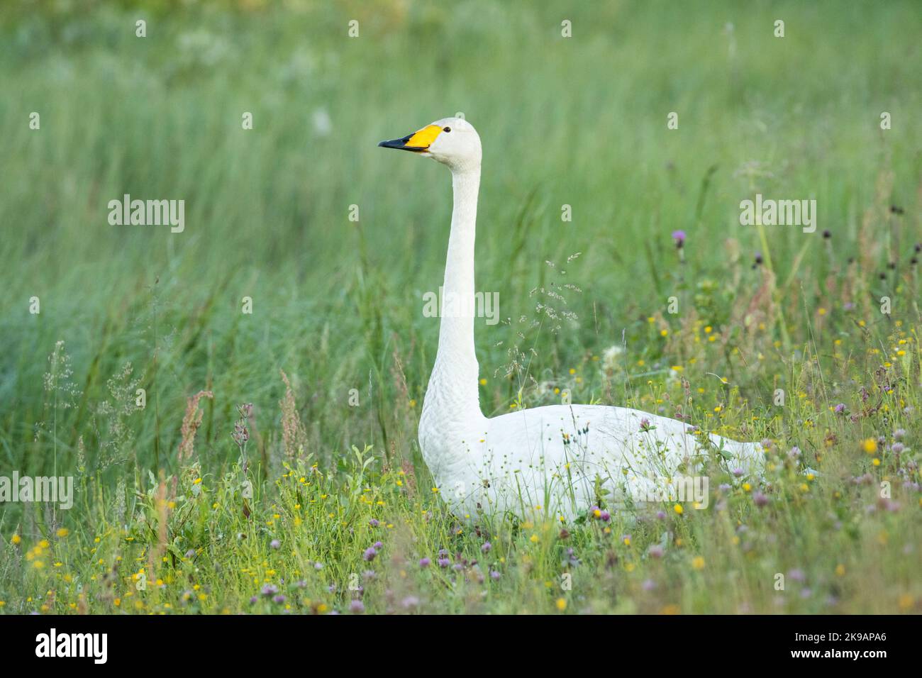 Ein großer, weißer Whooper-Schwan, der inmitten von üppigem Gras in der Nähe von Kuusamo, Nordfinnland, steht Stockfoto