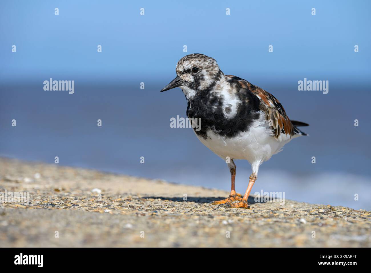 Turnstone, Ruddy Turnstone, Arenaria interpres Erwachsene, die an der Meereswand Norfolk im April in das Zuchtgefieder geschmolzen sind Stockfoto