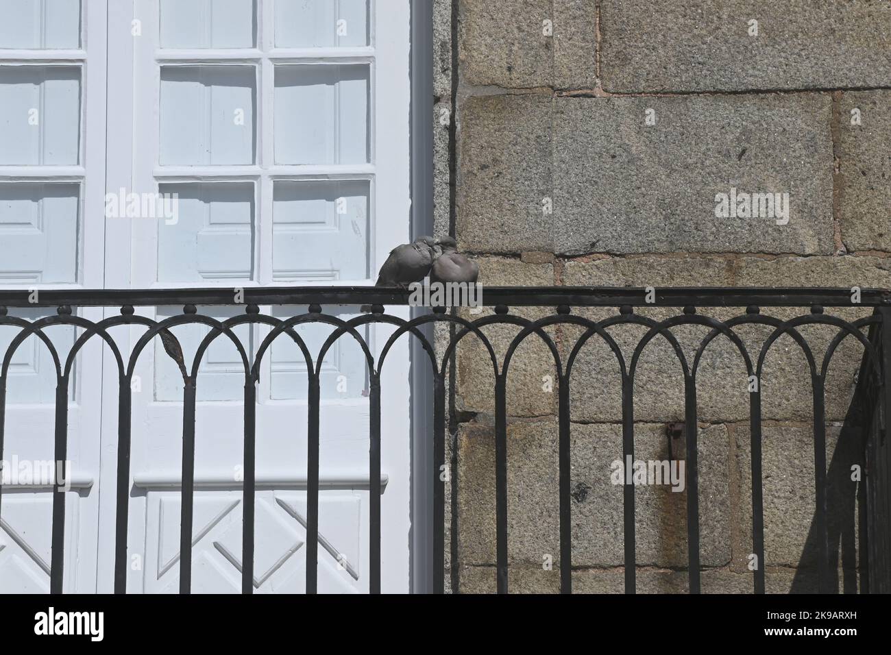 Küssende Tauben Stockfoto