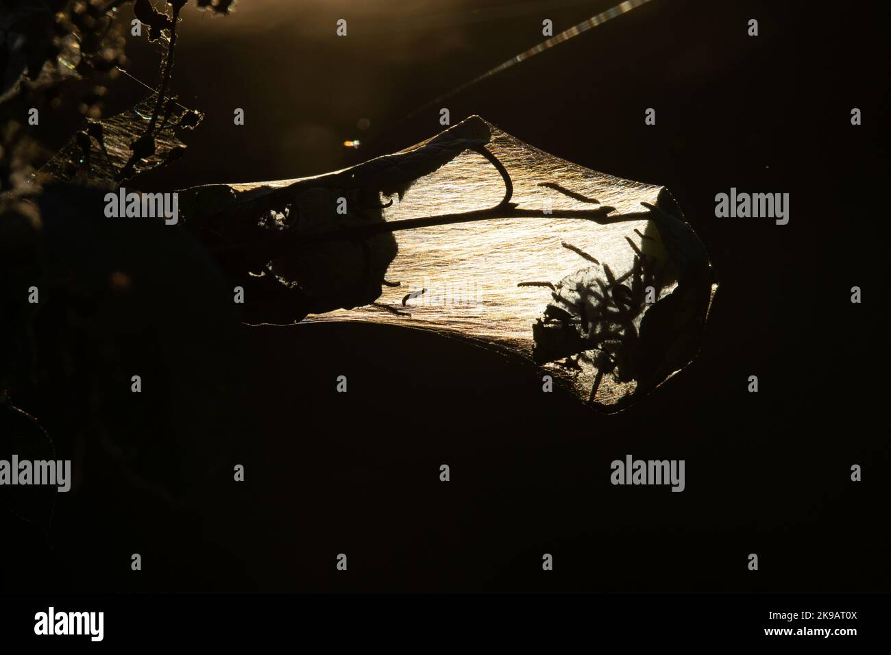 Bird-Cherry-Minen-Raupen im Netz während eines Späthebelabends in Estland Stockfoto