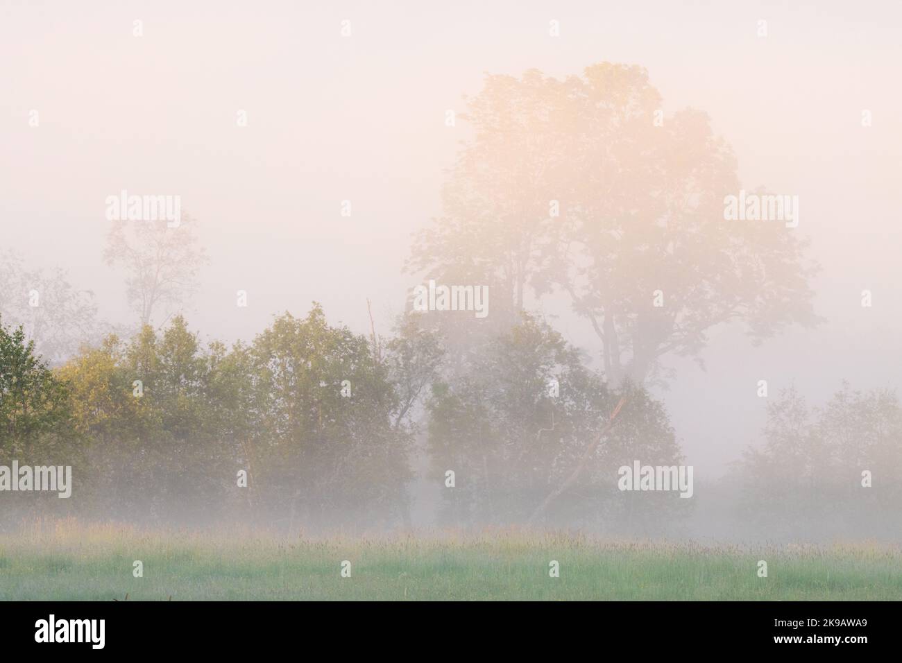 Ein ruhiger und nebiger Frühlingsmorgen auf einer Wiese bei Sonnenaufgang. Stockfoto