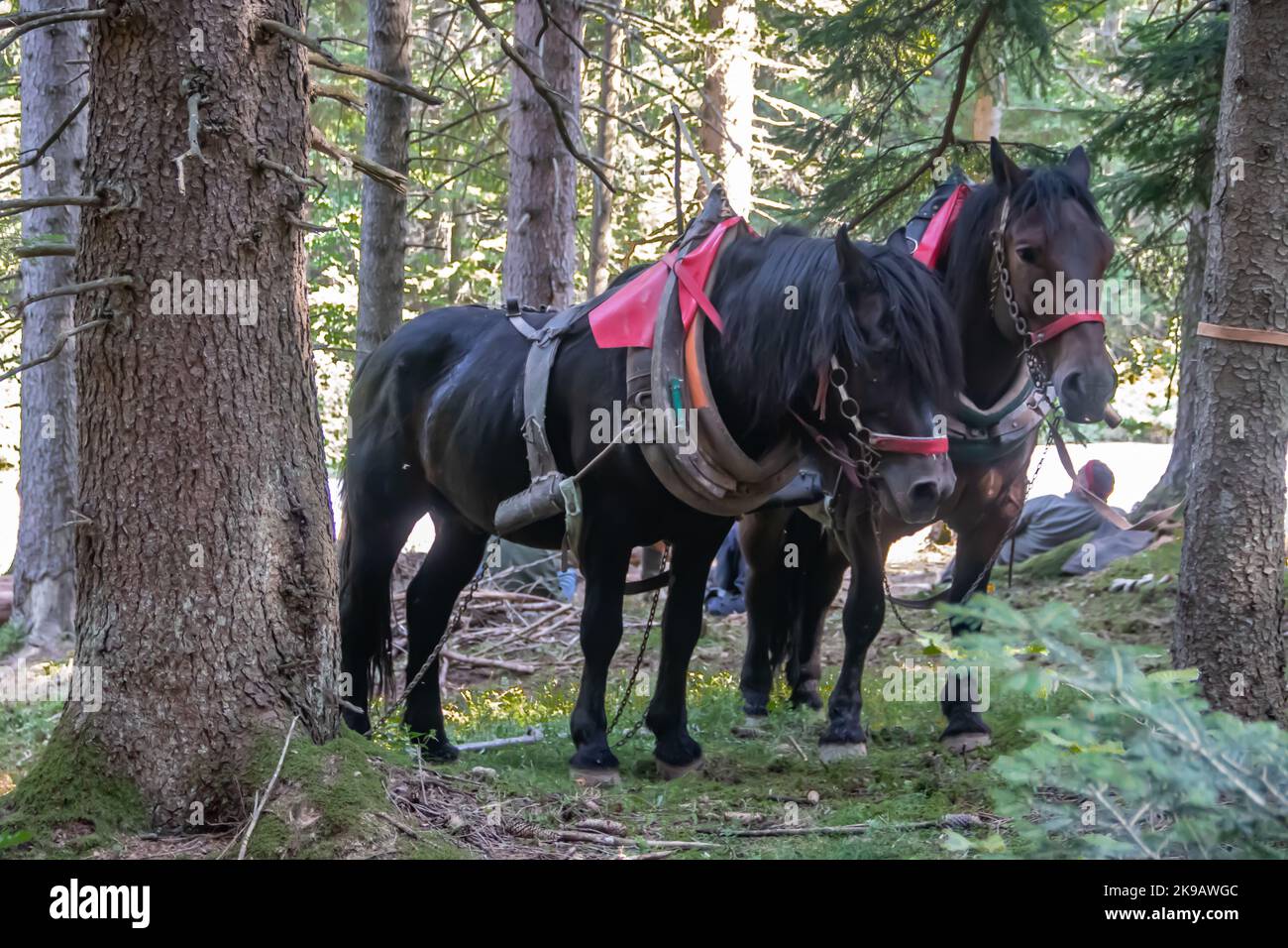 Pferde vom Bauernhof auf dem Land ruhen sich aus, nachdem sie frisch geschnittene Stämme und Holz aus dem Wald in die örtliche Holzfabrik für die Produktion gezogen haben Stockfoto