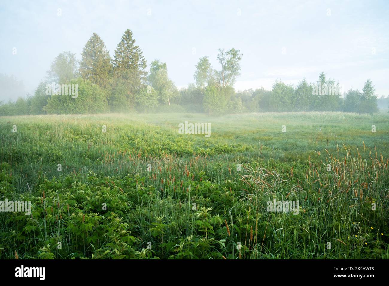 Eine neblige Morgenwiese mit Bäumen im Hintergrund. Erschossen in Estland, Nordeuropa. Stockfoto
