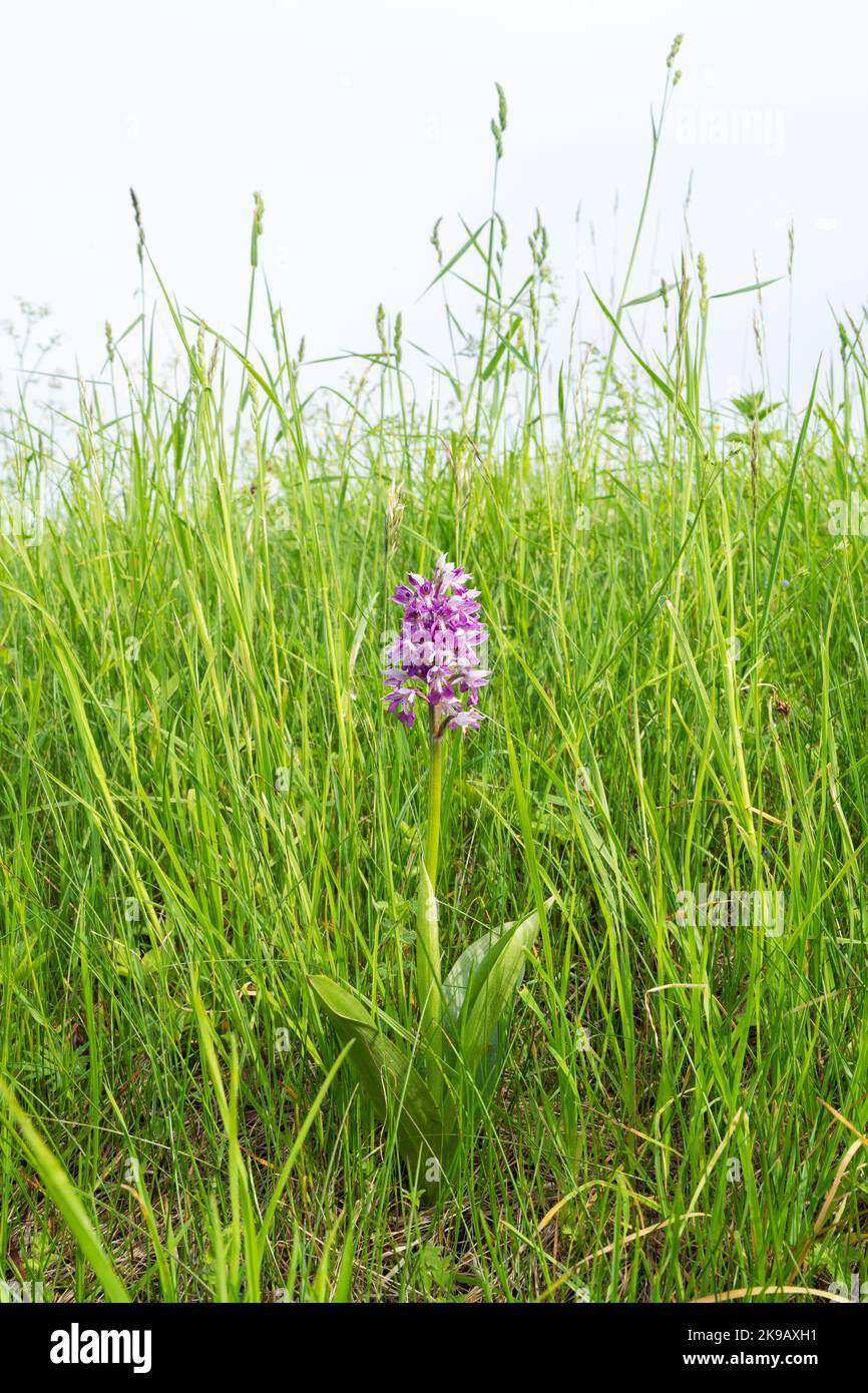 Wunderschöne Militärorchidee, Orchis militaris blühen auf einer üppigen Wiese in Estland Stockfoto