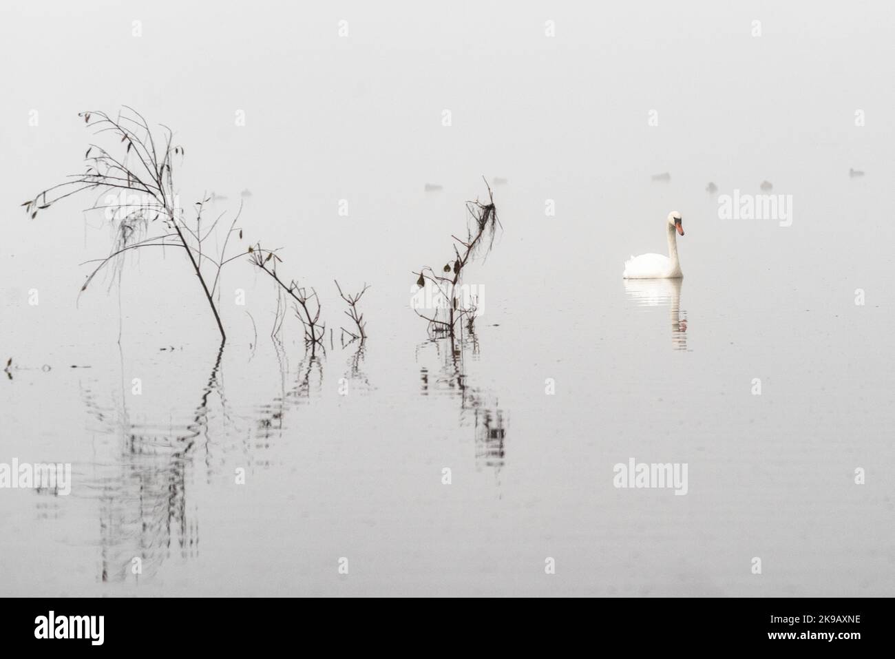 Ein Schwan (Cygnus olor) schwimmt einen nebelbedeckten See. Stockfoto