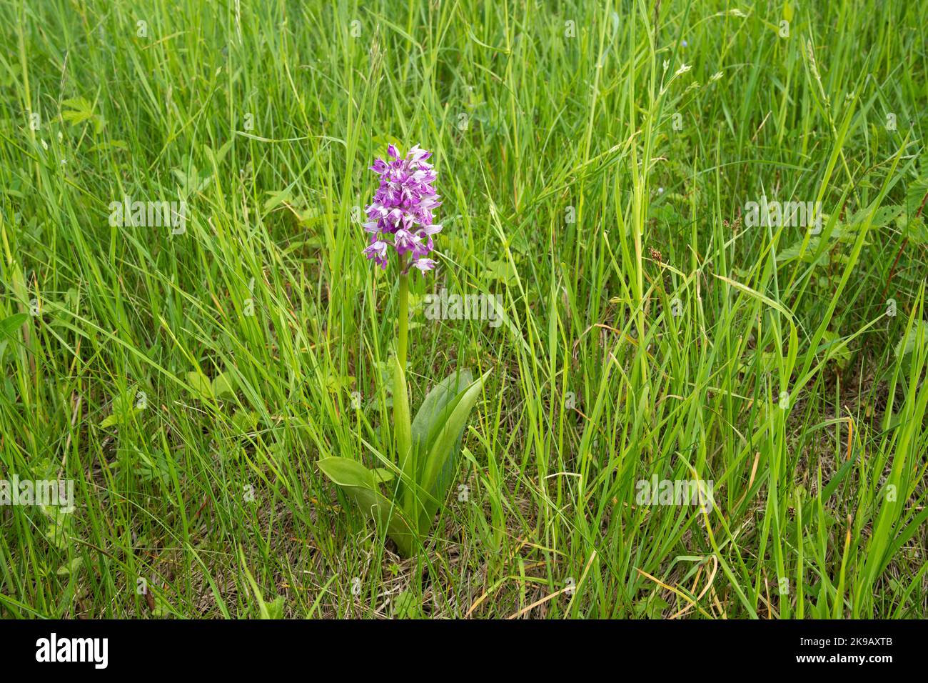 Wunderschöne Militärorchidee, Orchis militaris blühen auf einer üppigen Wiese in Estland Stockfoto