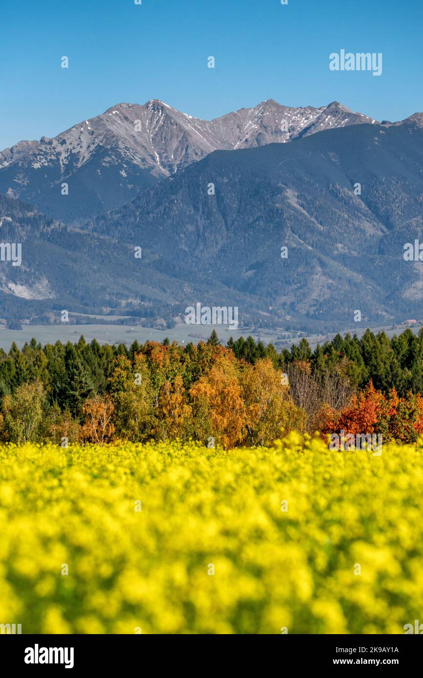 Blühendes Feld mit gelben Blumen und hohen Bergen im Hintergrund. Westliche Tatra in der Slowakei Stockfoto
