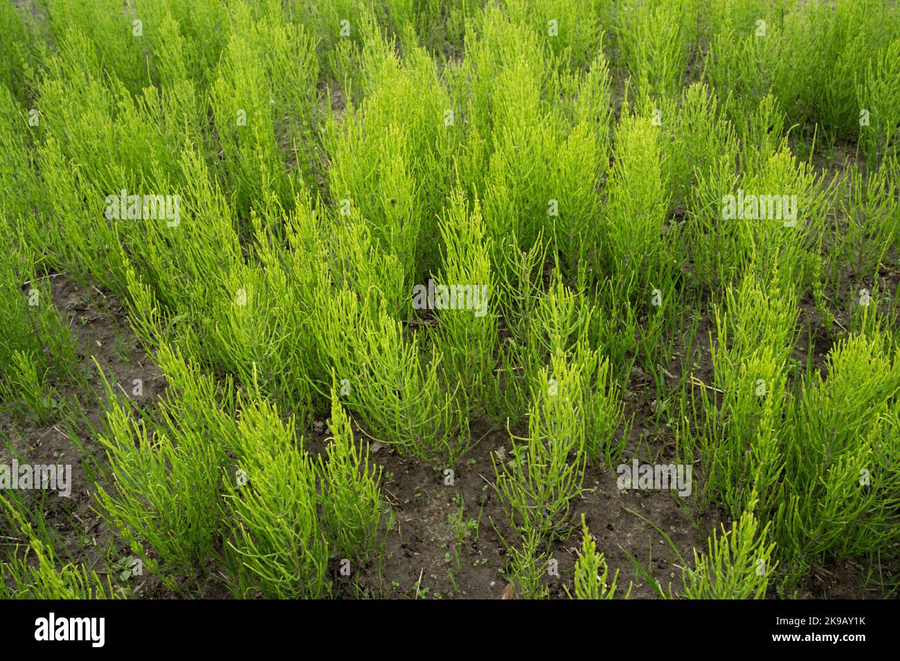 Eine große Gruppe von Schachtelhalm, Equisetum arvense, die auf einem landwirtschaftlichen Feld in Estland, Nordeuropa, angebaut wird Stockfoto