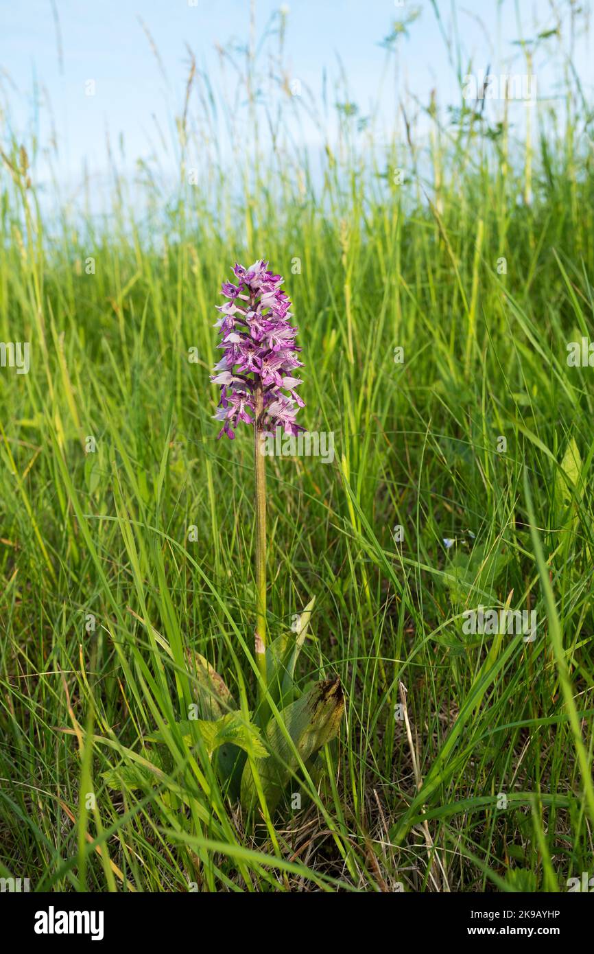 Wunderschöne Militärorchidee, Orchis militaris blühen auf einer üppigen Wiese in Estland Stockfoto