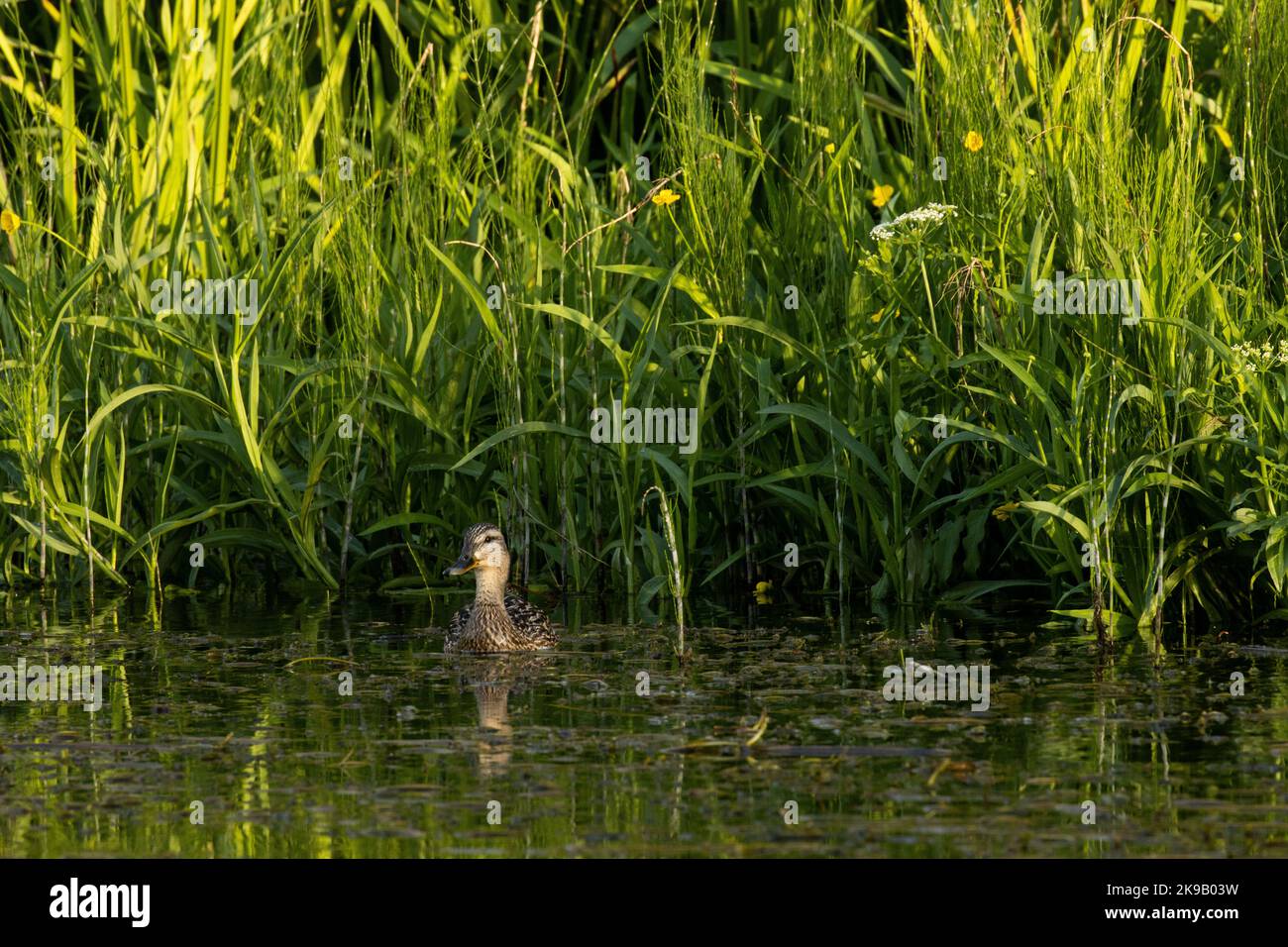 Eine weibliche Mallard, Anas platyrhynchos, schwimmt auf einem kleinen Fluss, umgeben von üppiger Vegetation. Erschossen in Estland, Nordeuropa. Stockfoto