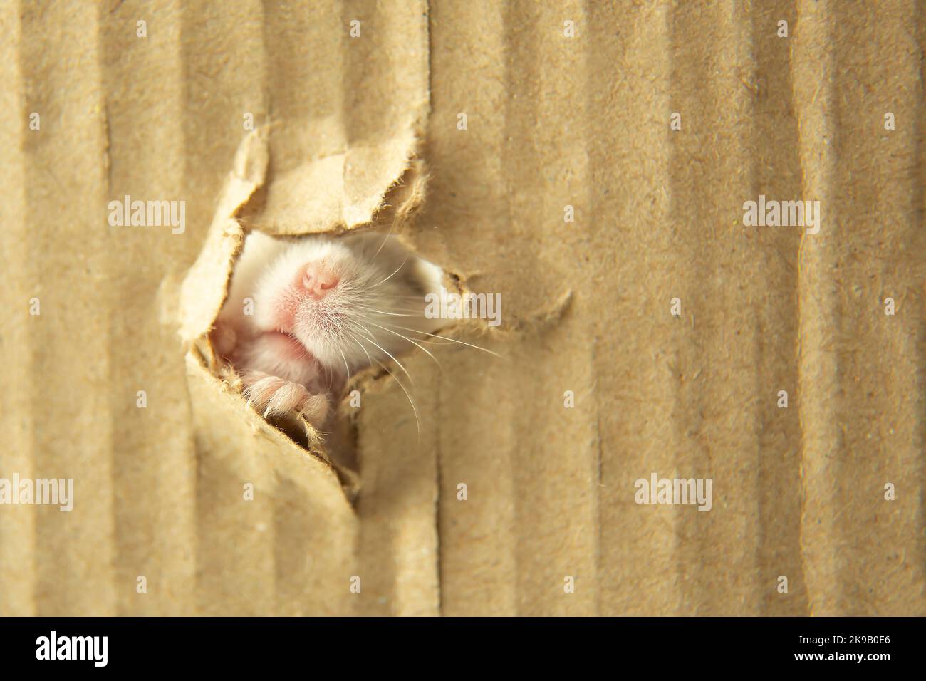 Der Hamster quetscht sich in ein Loch aus Pappe. Neugieriges Mausgesicht. Die Schnauze der Maus kriecht durch das Papierloch. Ein Haustier. Stockfoto