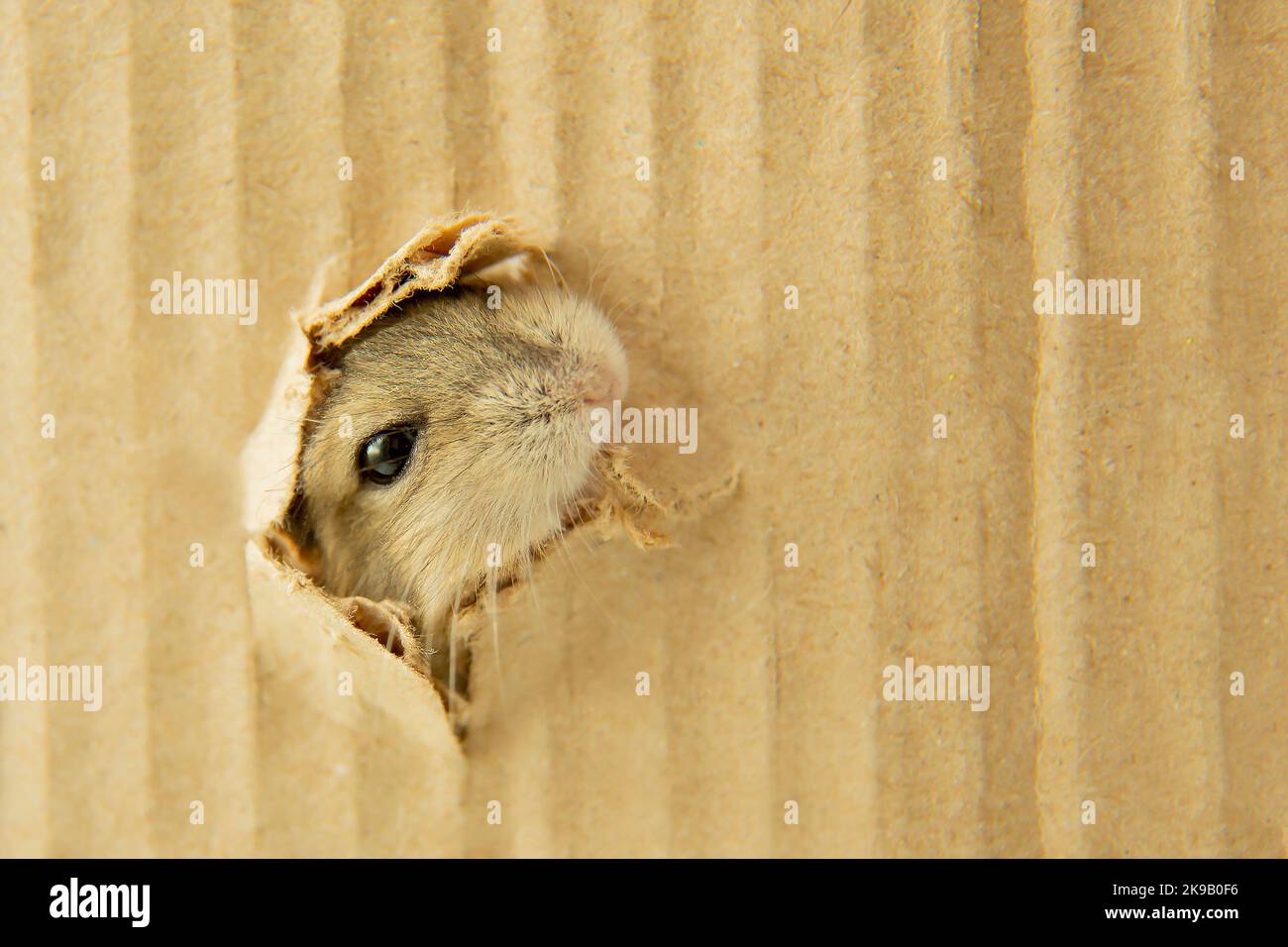 Die Mündung des Hamsters steigt aus dem Loch. Ein Hamster klettert aus einem Papploch. Die Schnauze der Nagetiere befindet sich in der Lücke. Mausauge. Stockfoto
