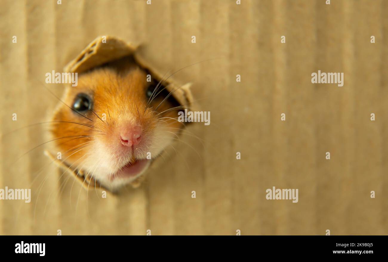 Ein kurioser Hamster guckelt aus einem Papploch. Die Schnauze eines überraschten Nagetieres. Nahaufnahme. Speicherplatz kopieren. Eine rote Maus in einem Papierloch. Stockfoto
