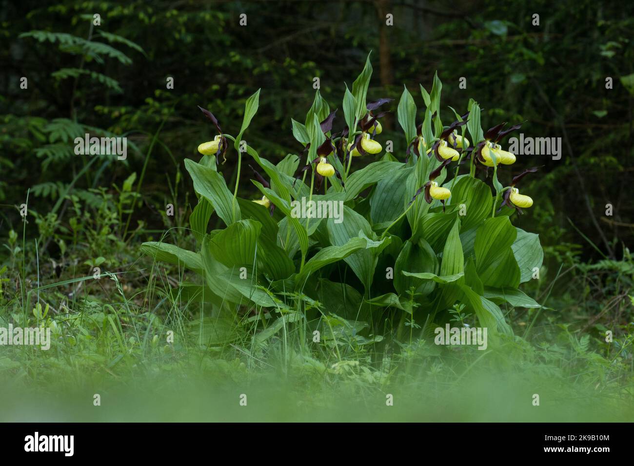 Ein großer Strauch blühender Frauenschuh-Orchidee im estnischen borealen Wald während eines späten Frühlingsvormittags Stockfoto