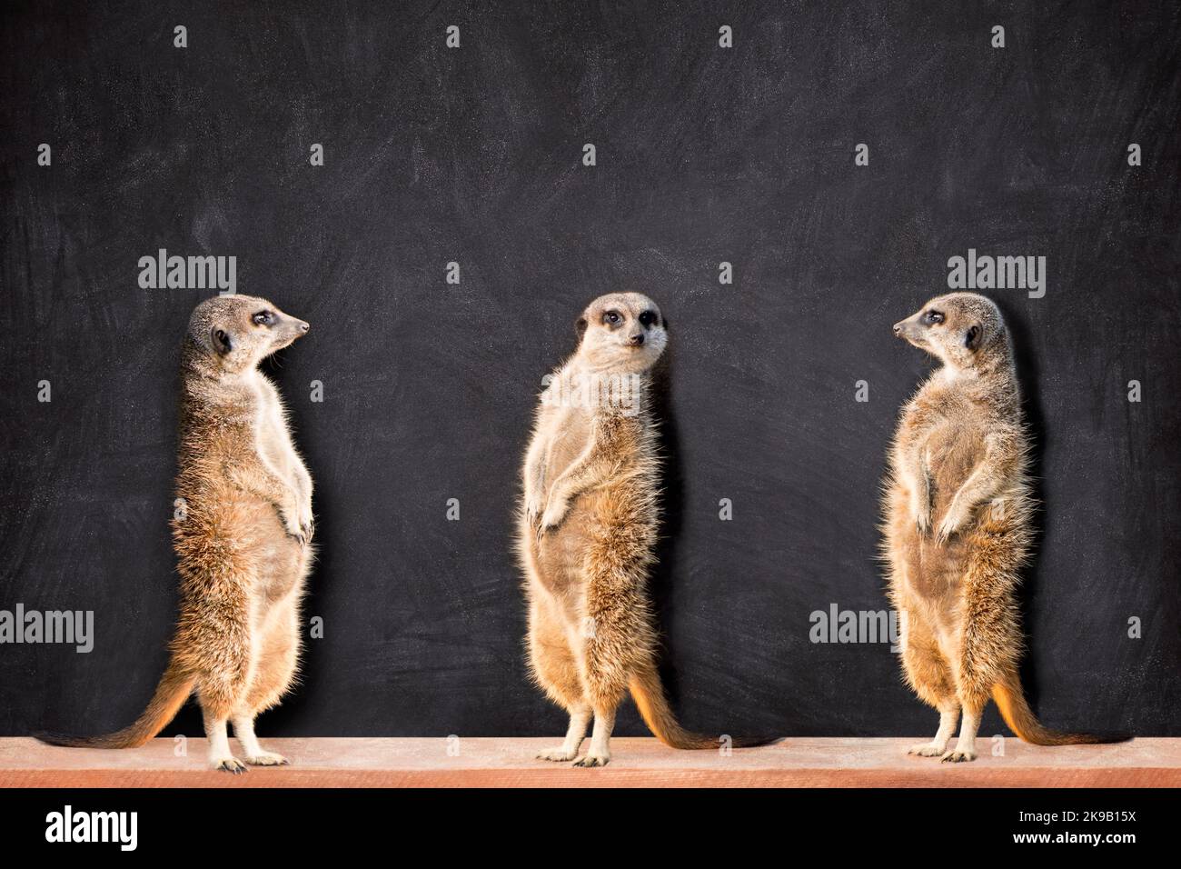 Porträt von drei Erdmännchen, die stehen und einander mit Kopierraum an der Tafel anblicken. Stockfoto