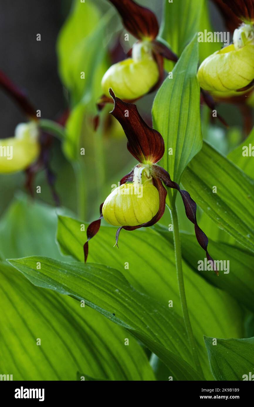 Blühende Frauenschuhorchidee im estnischen borealen Wald an einem frühen Sommermorgen Stockfoto