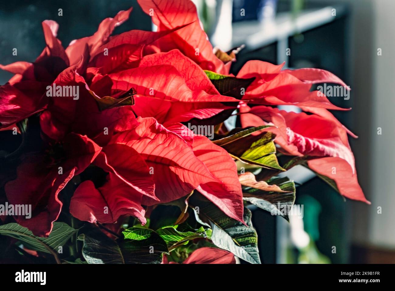 Weihnachtspflanze oder rote Weihnachtsblume (Eforbia pulcherrima). Nahaufnahme Stockfoto