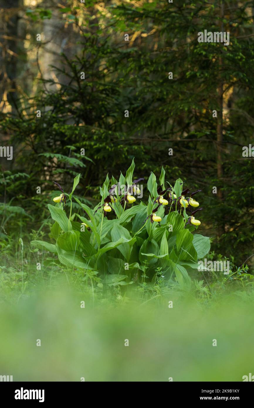 Ein großer Strauch blühender Frauenschuh-Orchidee im estnischen borealen Wald während eines späten Frühlingsvormittags Stockfoto