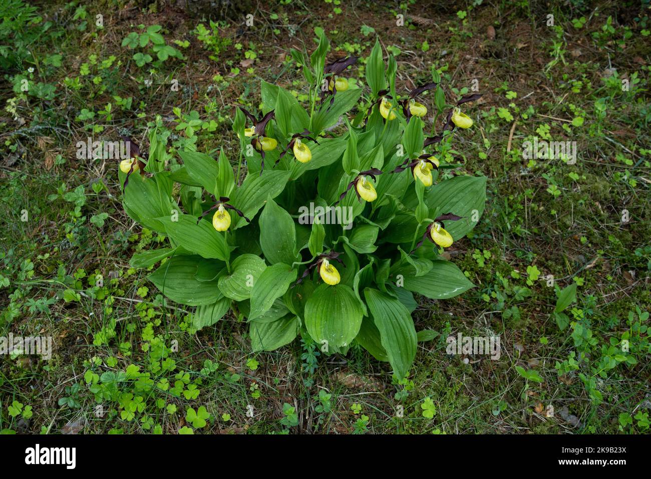 Ein großer Strauch blühender Frauenschuh-Orchidee im estnischen borealen Wald während eines späten Frühlingsvormittags Stockfoto