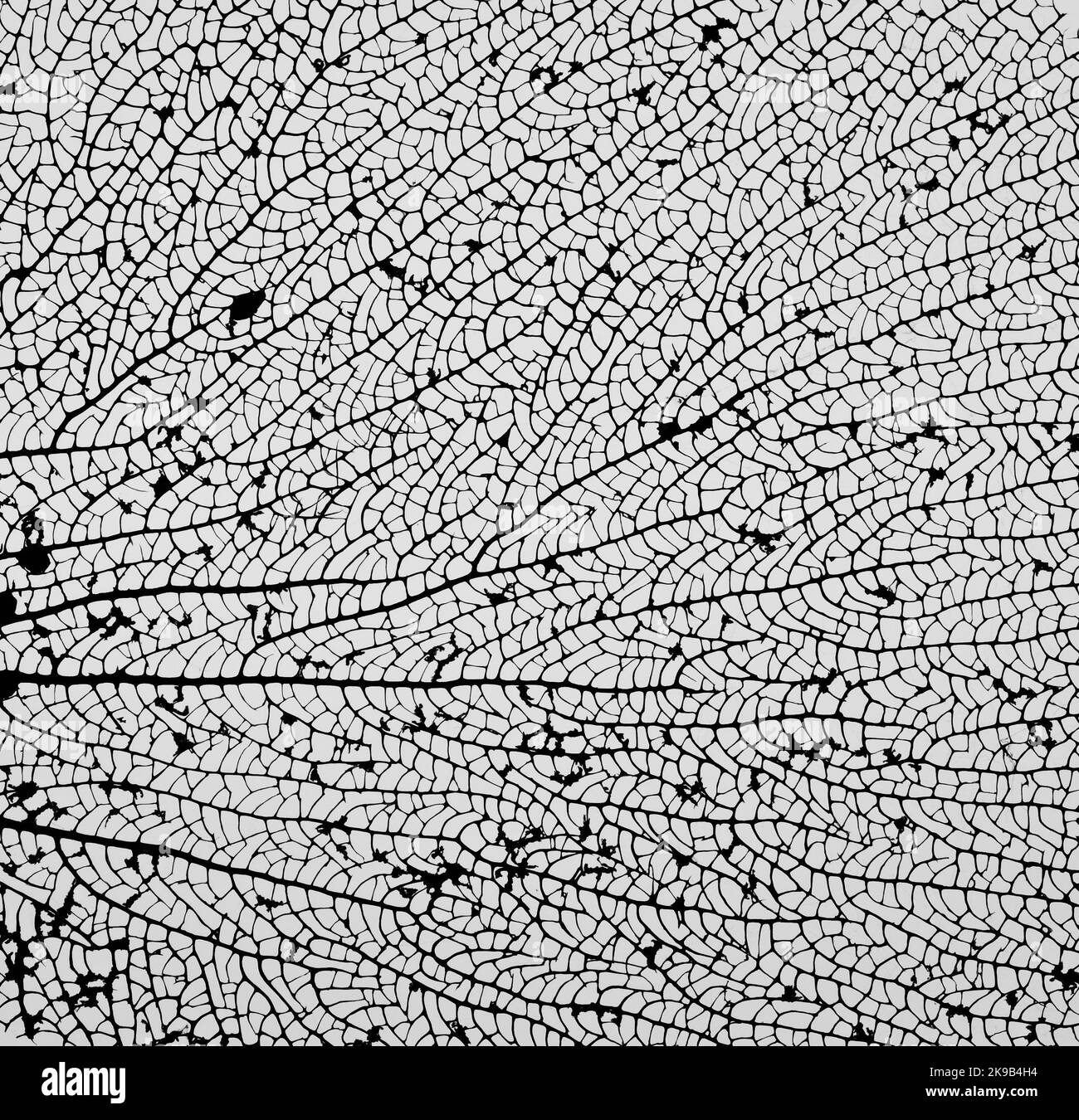 Abstrakte Nahaufnahme grafische Textur von ausgetrockneten schwarzen und weißen Blattstruktur Muster in der Natur. Dynamisches Designelement für Poster/Hintergrund/Tapete. Stockfoto