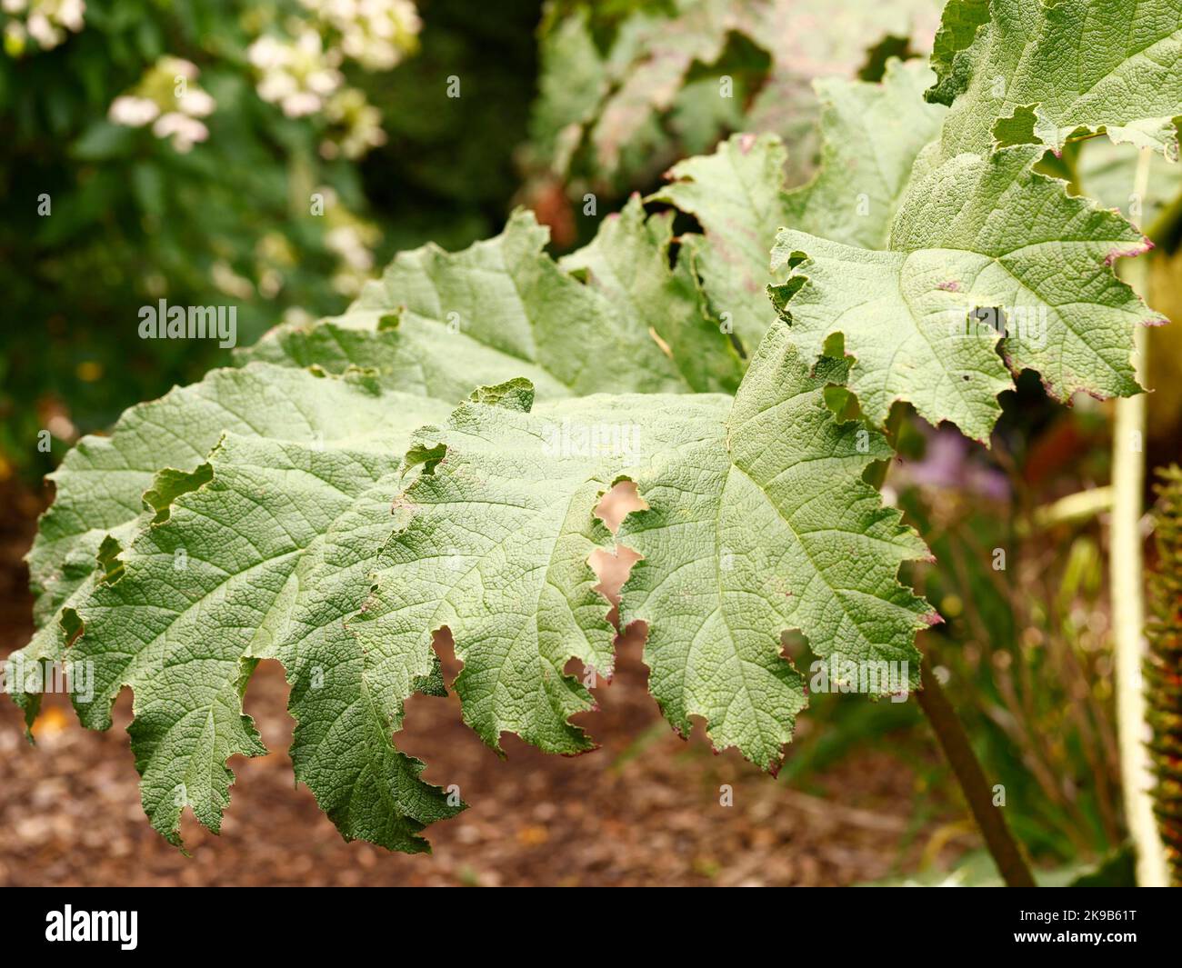 Nahaufnahme des großen grünen Blattes der Laub krautigen mehrjährigen Gartenpflanze Gunnera tinctoria. Stockfoto