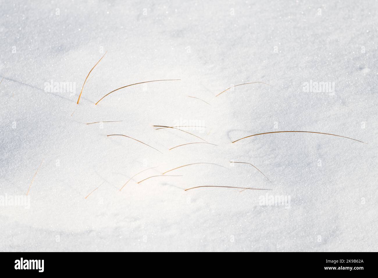 Eine zarte Decke aus frischem Schnee im Winter mit feinen Grashalmen, die im späten Nachmittagssonne von unten kommen. Stockfoto