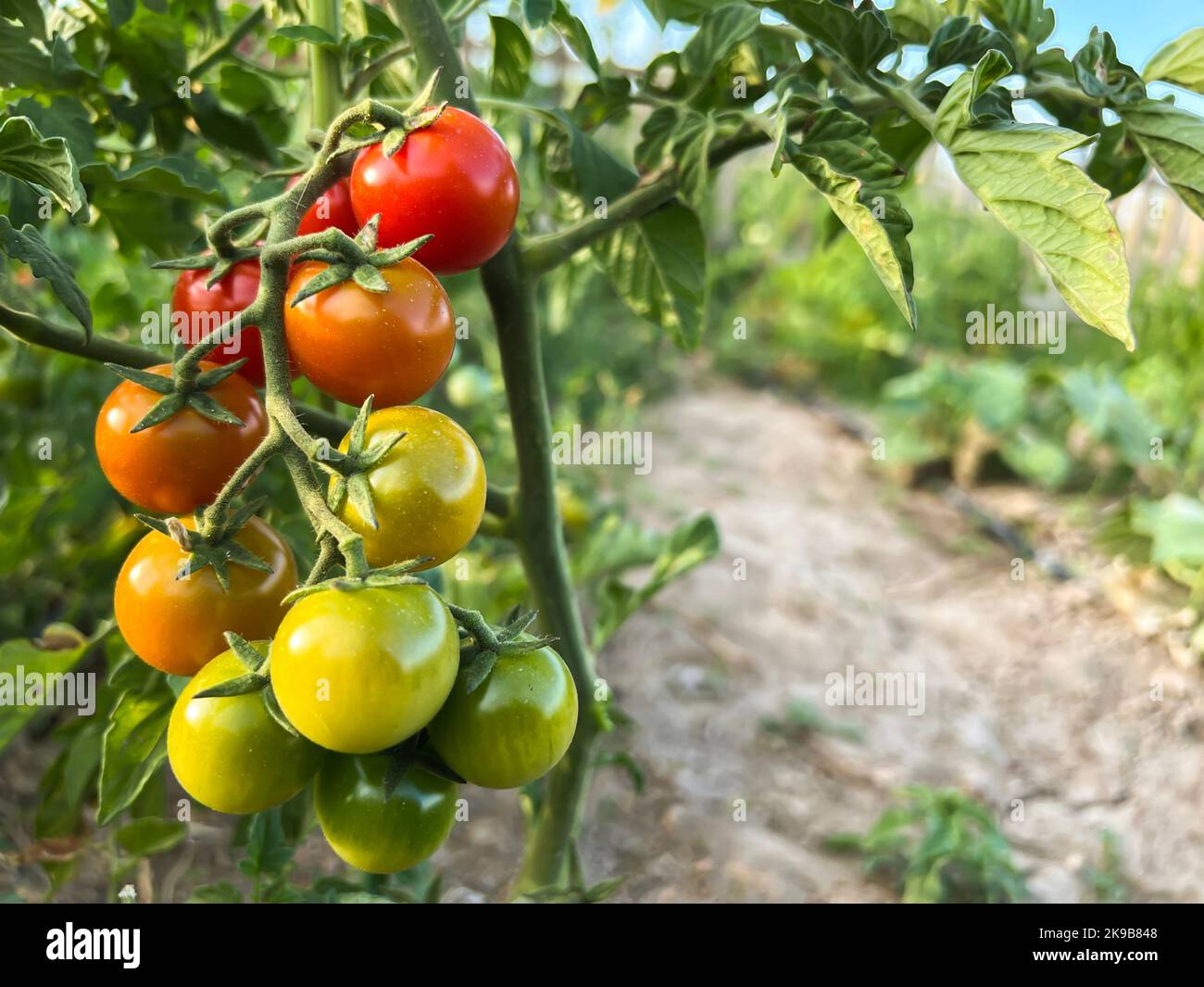 Kirschtomaten, frische rote reife und unreife grüne Kirschtomaten, die an der Rebe der Tomatenpflanze hängen. Schöner sonniger Tag in Bio-Bauernhof, Gartenarbeit. Stockfoto