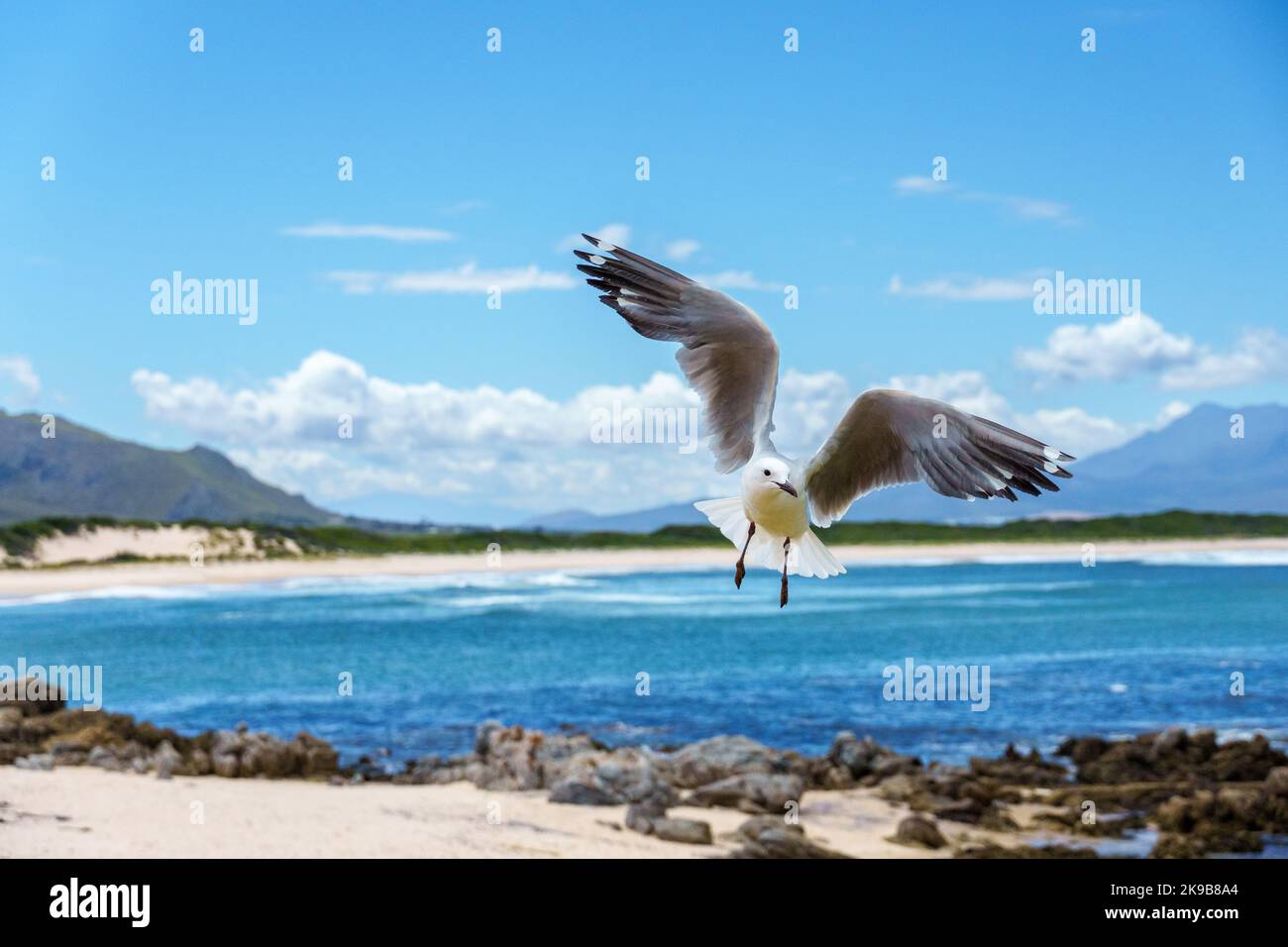 Hartlaub-Möwe oder Königsmöwe (Chroicocephalus hartlaubii) im Flug. Kleinmond, Whale Coast, Overberg, Western Cape, Südafrika. Stockfoto