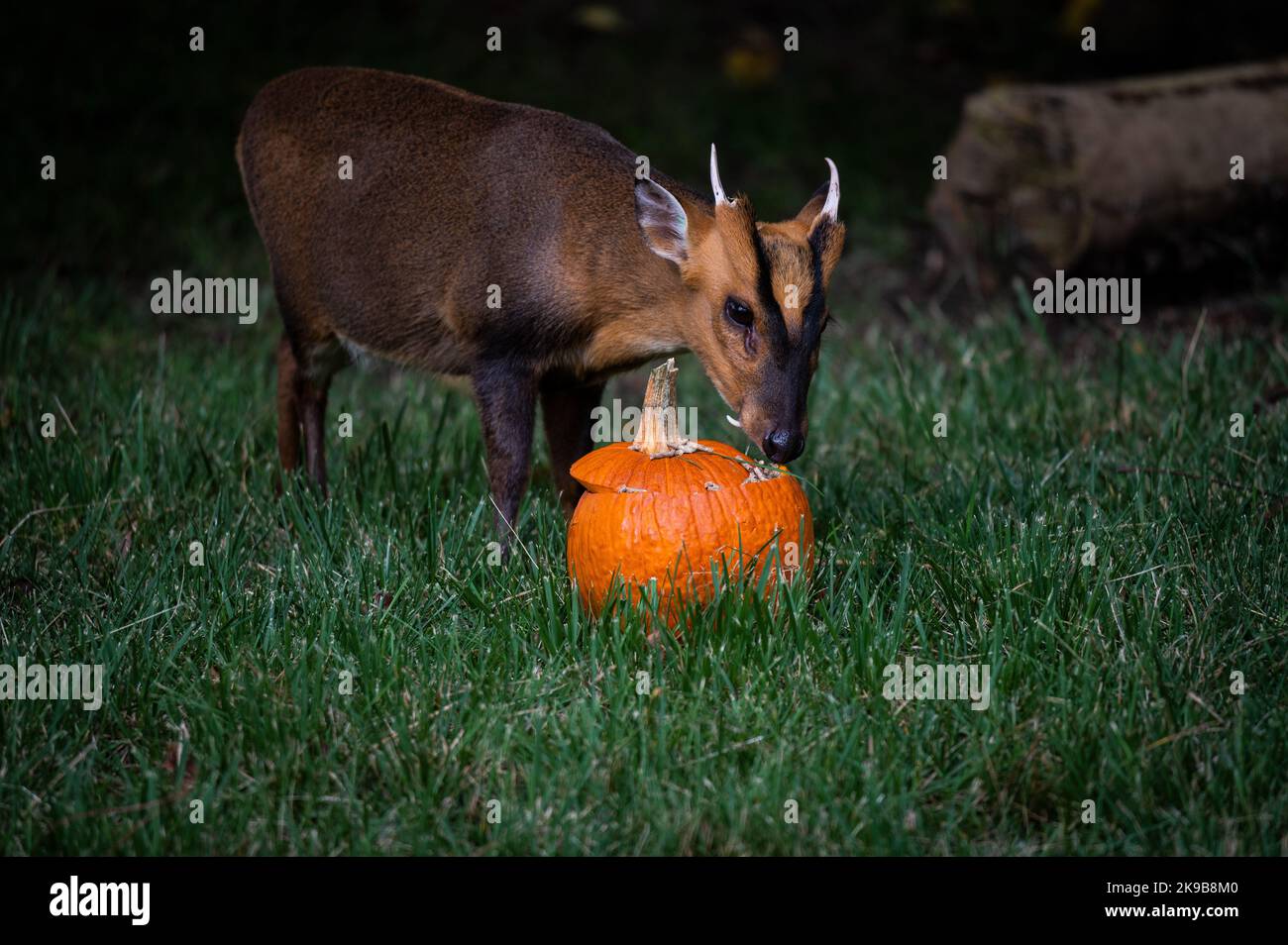 Madrid, Spanien. 27. Oktober 2022. Ein Muntjac, der in seinem Gehege im ...