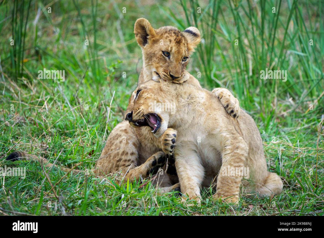 Löwe (Panthera leo) Junge spielen. Mpumalanga. Südafrika. Stockfoto