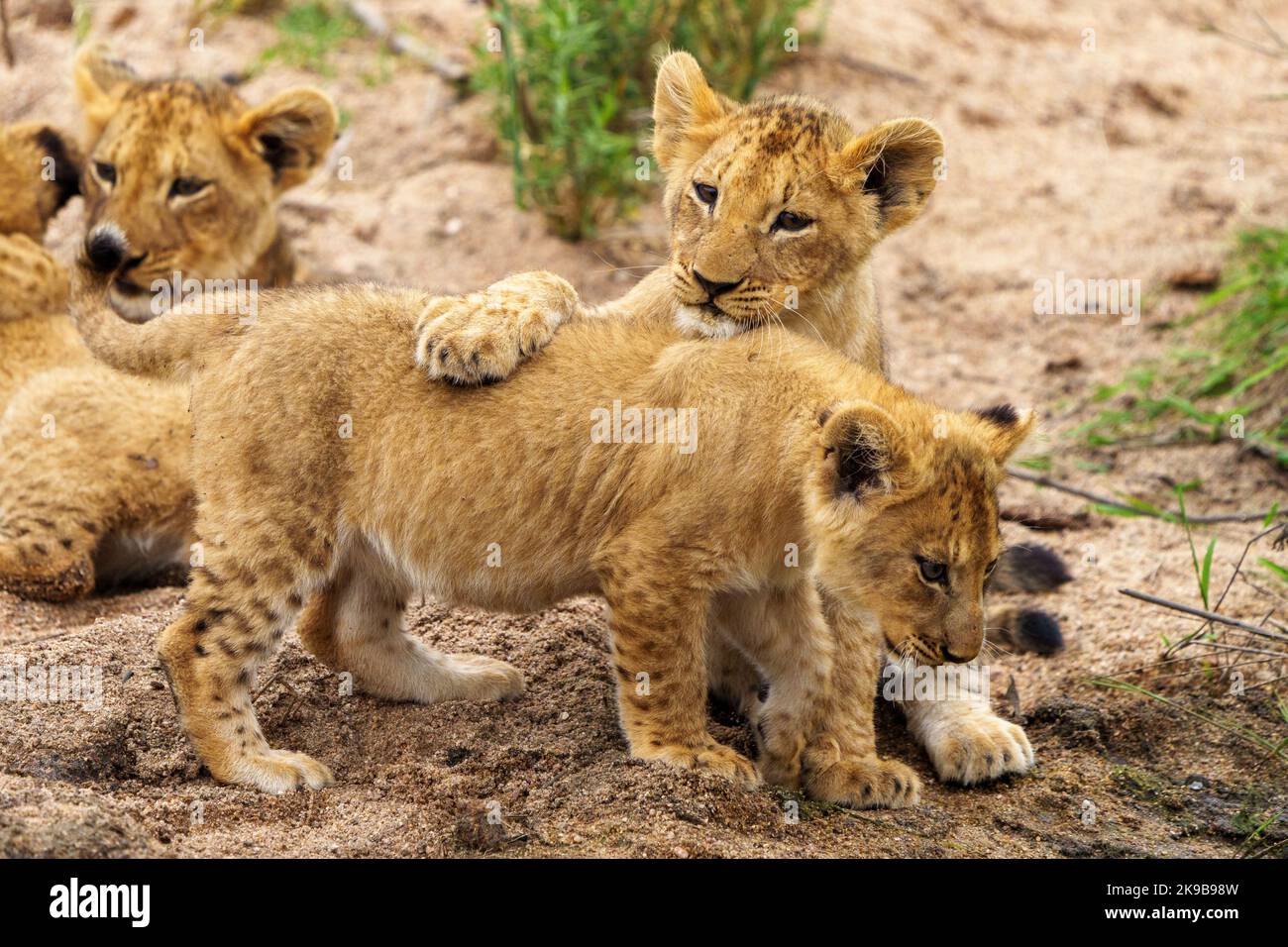 Löwe (Panthera leo) Junge spielen. Mpumalanga. Südafrika. Stockfoto