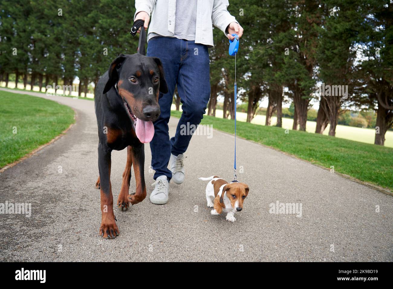 Dobermann Pinscher und Miniatur Dachshund Welpen auf einem Spaziergang im Park mit Besitzer Stockfoto