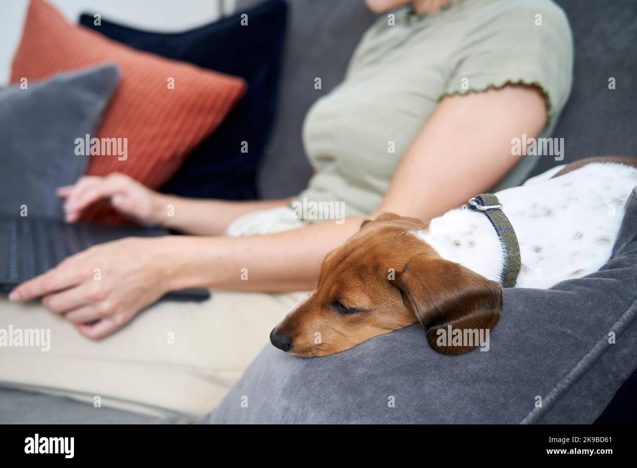 Junge Frau, die zu Hause auf dem Sofa sitzt und an einem Laptop-Computer mit Hund neben ihr arbeitet Stockfoto