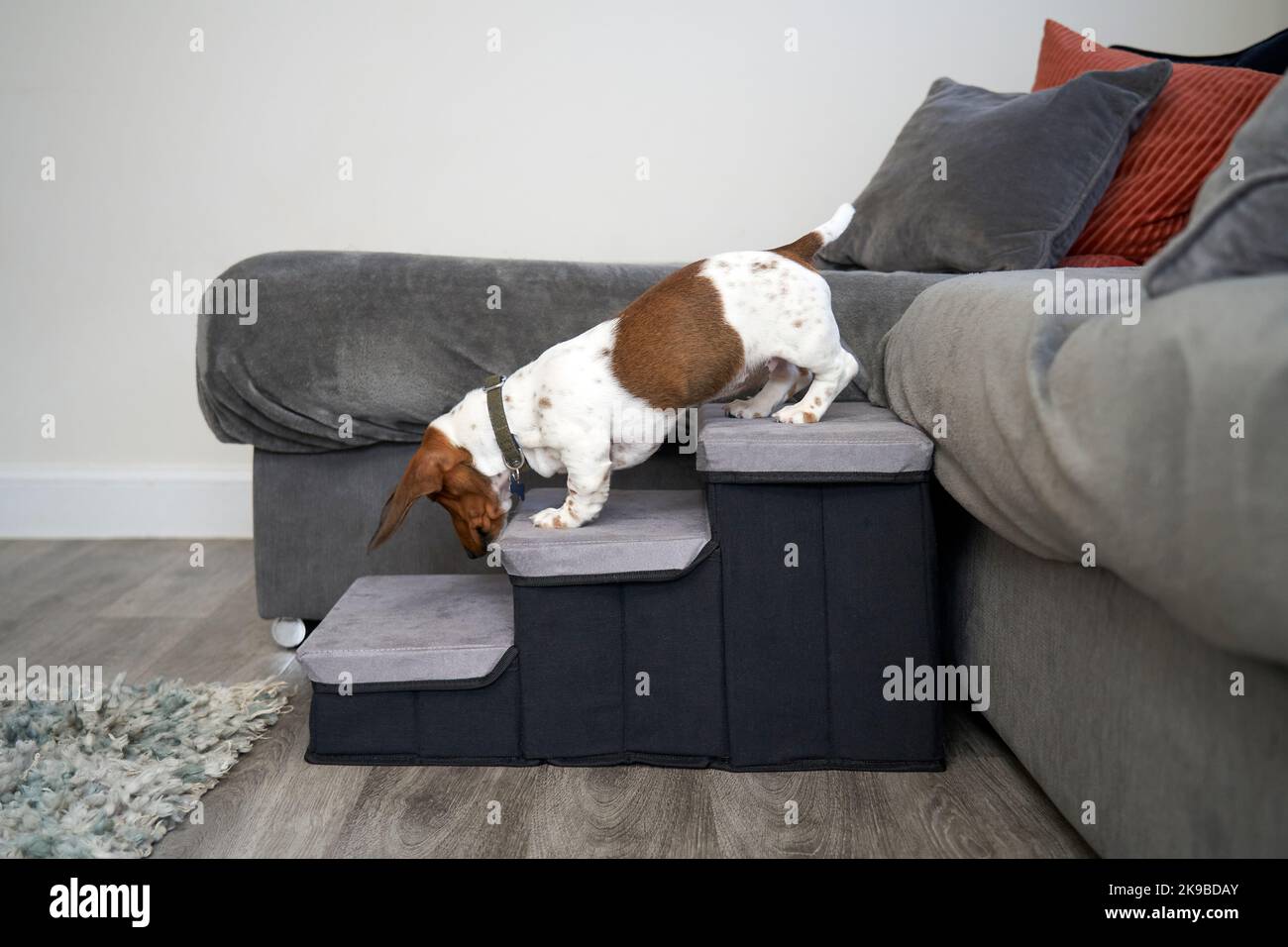 Miniatur-Dachshund-Welpenhund, der Stufen benutzt, um vom Sofa in einem Haus herunter zu klettern Stockfoto