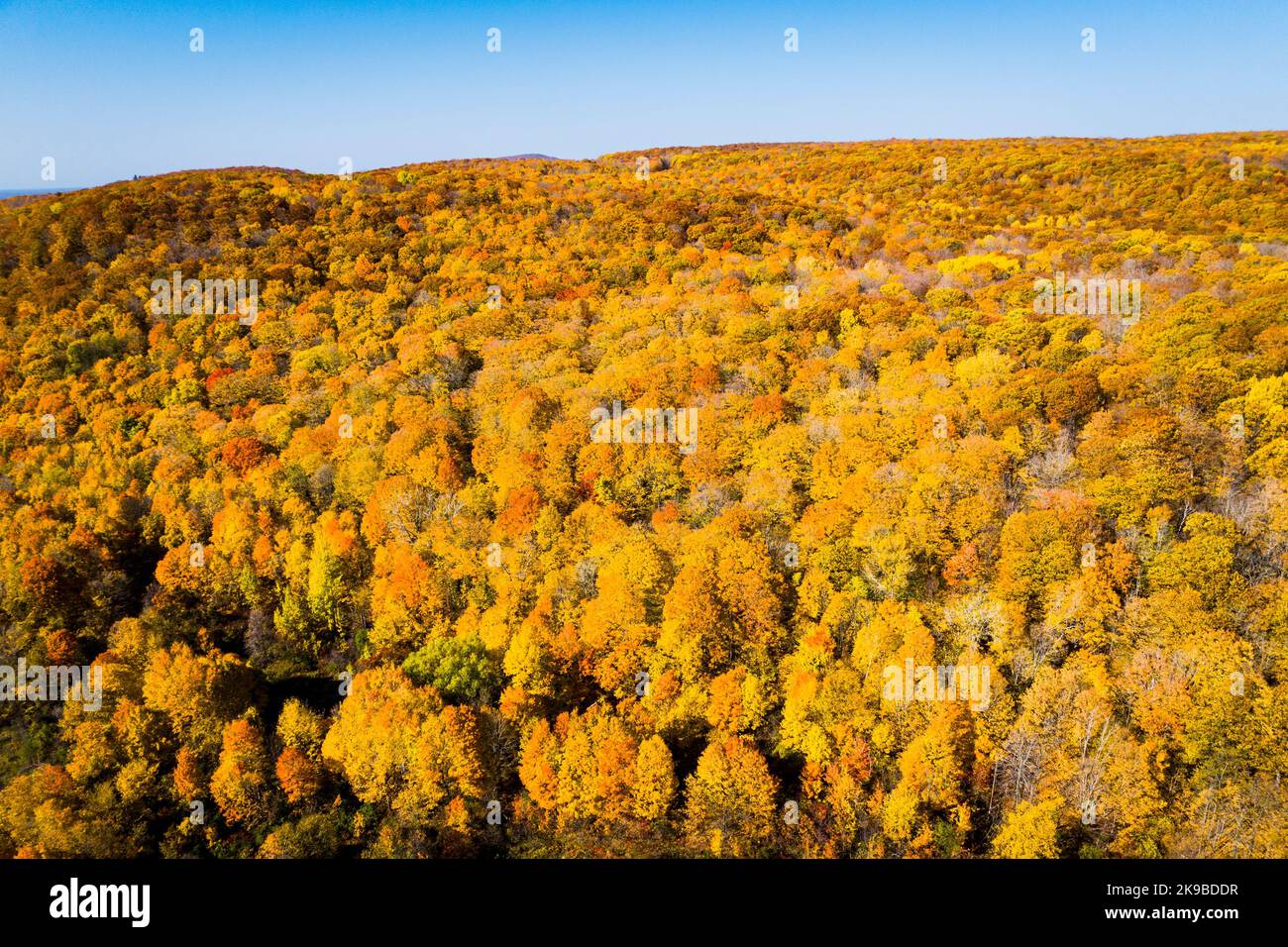 Luftbild des schönen Herbstfarben Wald Stockfoto