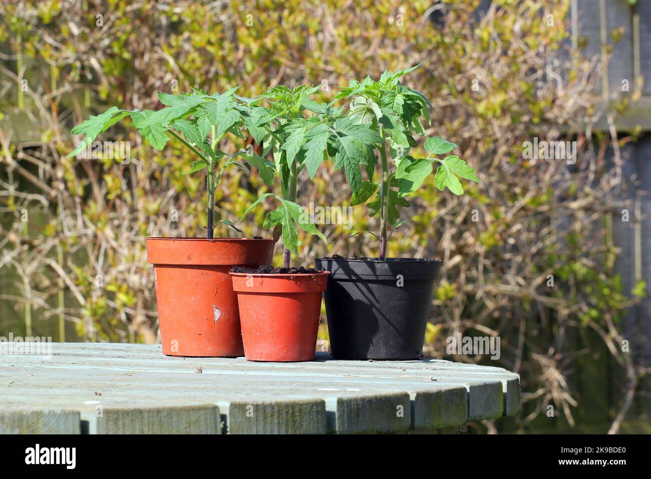 Tomatenpflanzen wachsen in Töpfen, die bereit sind, auszupflanzen. Stockfoto