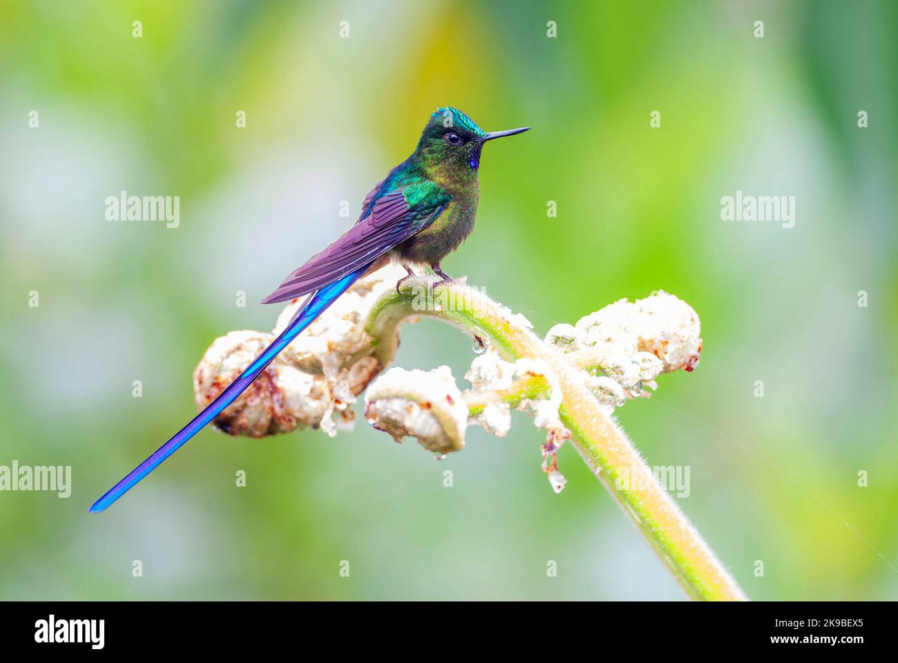 Violet-tailed Sylph (Aglaiocercus coelestis coelestis) in der Nähe von Mindo, Westhang der Anden in Ecuador. Stockfoto