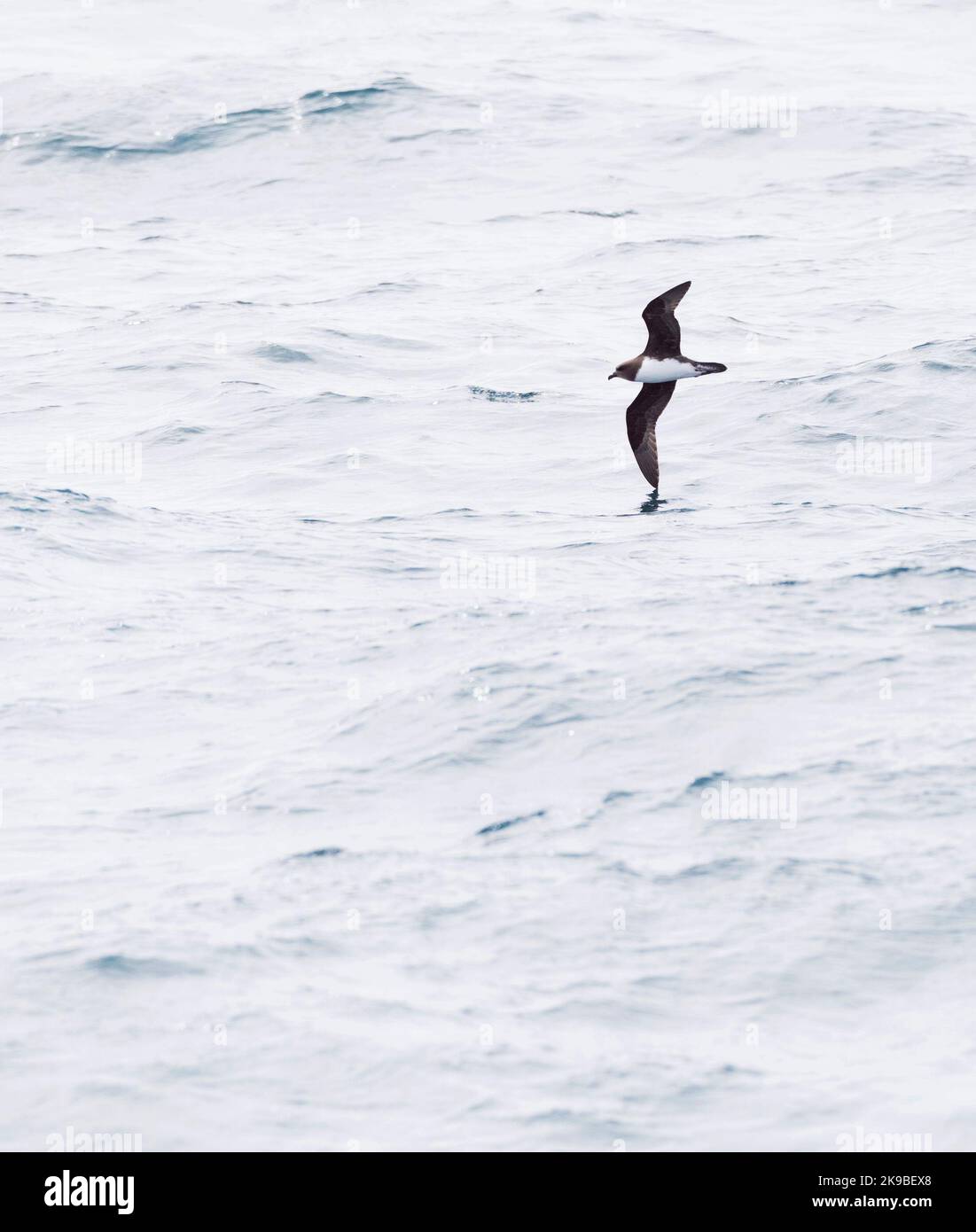 Magenta Petrel (Pterodroma magentae) am Meer in Richtung Chatham Islands, Neuseeland fliegen. Eines der wenigen Bilder auf See genommen. Stockfoto