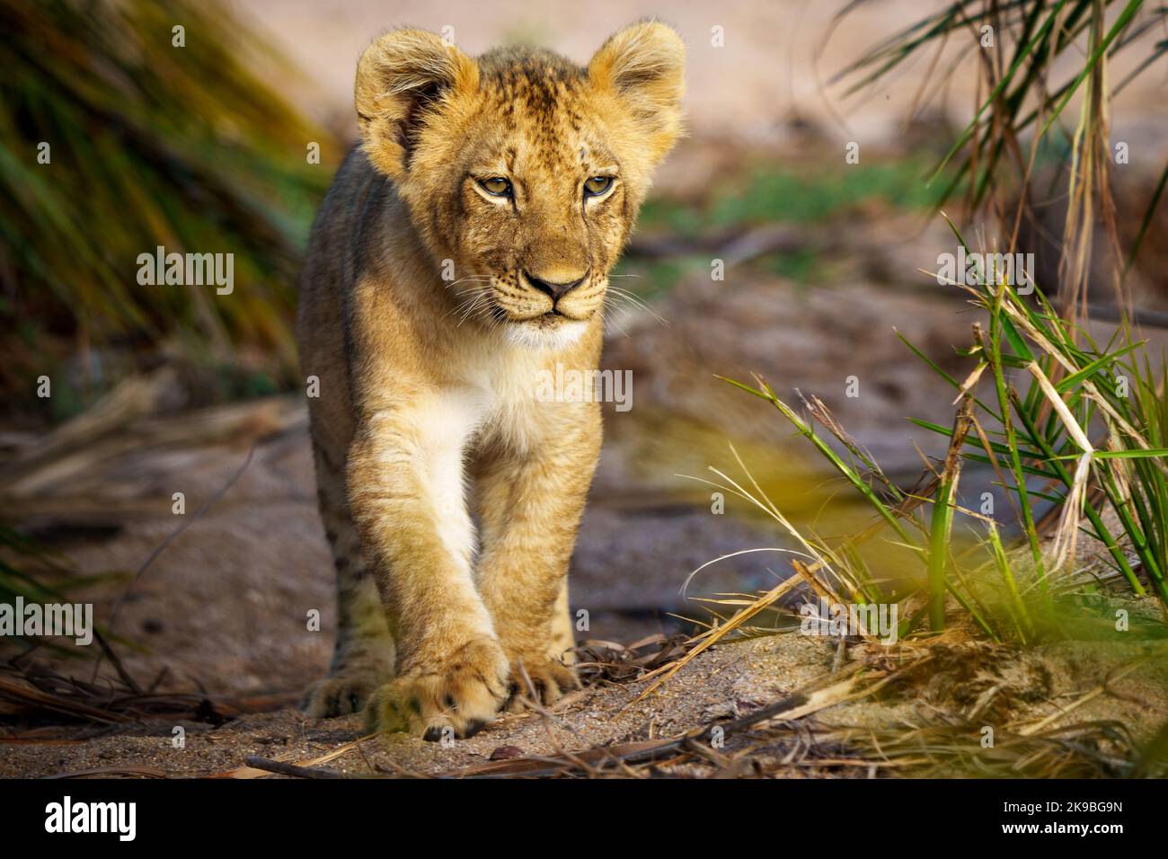 Löwe (Panthera leo) Junge beim Gehen. Mpumalanga. Südafrika. Stockfoto