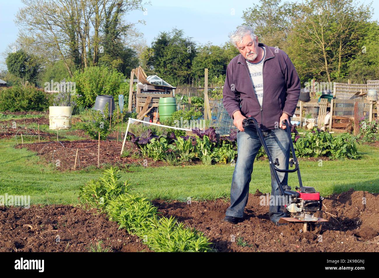 Mann, verrottet seinen Garten. Mit einem Kultivierenden seinen Boden zu graben. Bereit, Getreide zu Pflanzen. Stockfoto