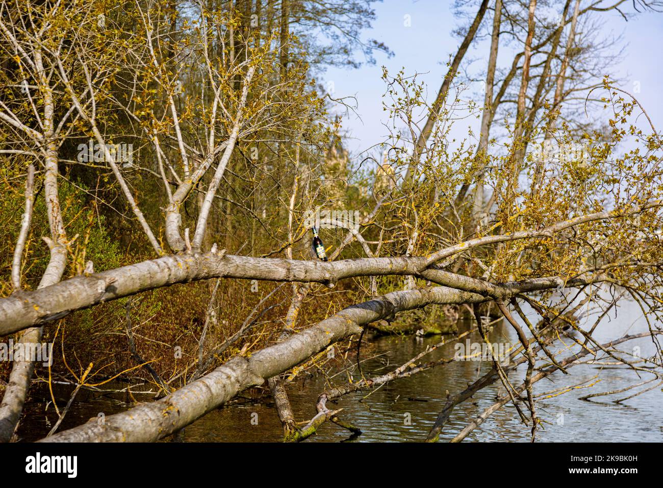 Landschaftsschutzgebiet am Schweriner See, im Adebors Näs, eine vergessene Bierflasche auf einem umgestürzten Baum Stockfoto