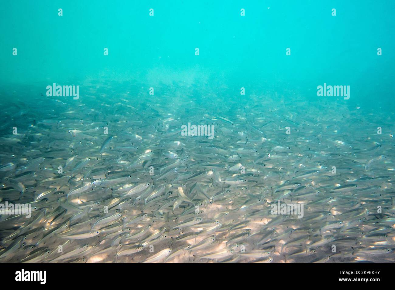 Sardinen Fisch braten Unterwasser Hintergrund. Großes Schwarm kleiner grauer Fische unter Wasser im Meer. Hintergrund von vielen Meeresfischen Stockfoto