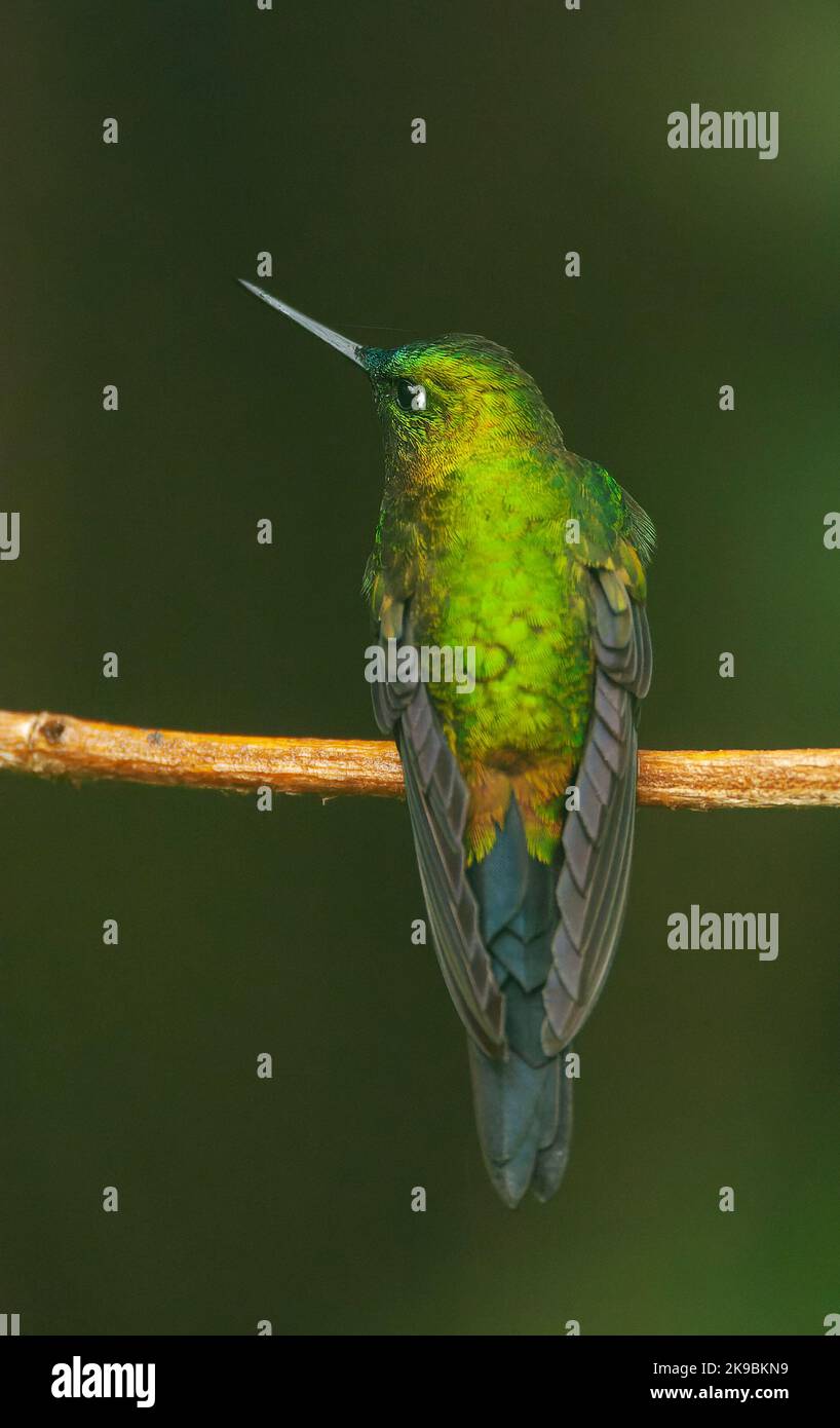 Eriocnemis luciani, ein mit Saphir belüfteter Kugelkeule, im Yanacocha-Naturschutzgebiet Ecuador. Stockfoto