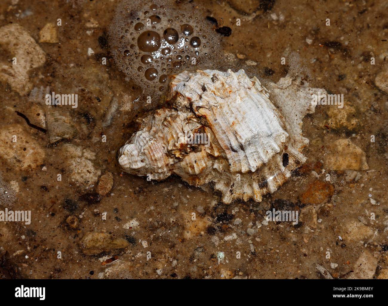 Muschel, im Wasser, Blasen, Natur, Schnecken, Marine, Nahaufnahme, South Creek, Oscar Scherer State Park, Osprey, Florida, FL Stockfoto