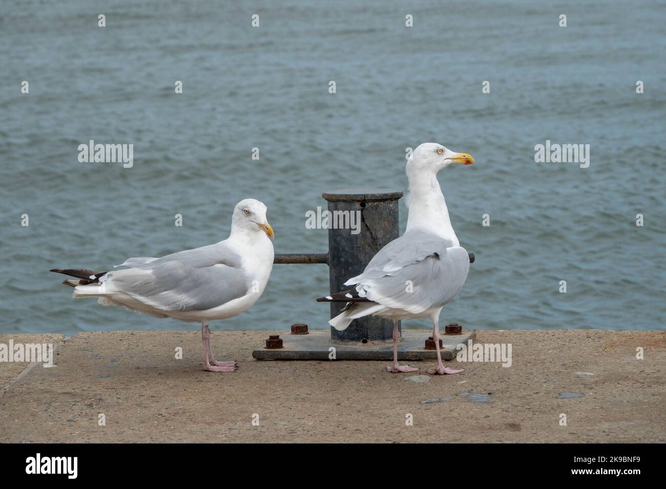 europäische Heringsmöwen larus argentatus thront auf der Meeresmauer mit dem Meer im Hintergrund Stockfoto