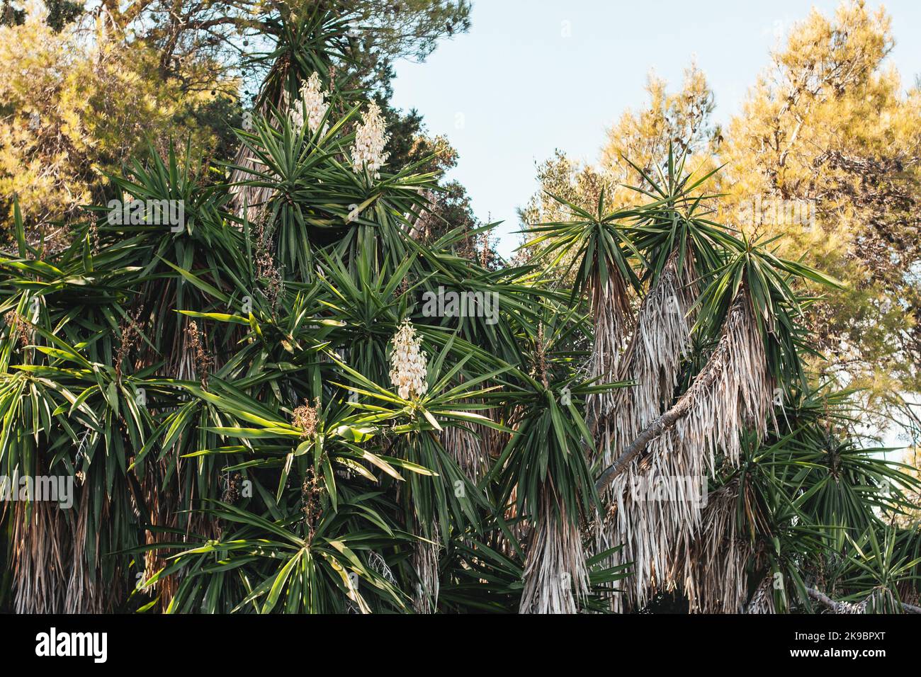 Üppige Bäume mit grünen Blättern. Blick in den blauen Himmel Stockfoto