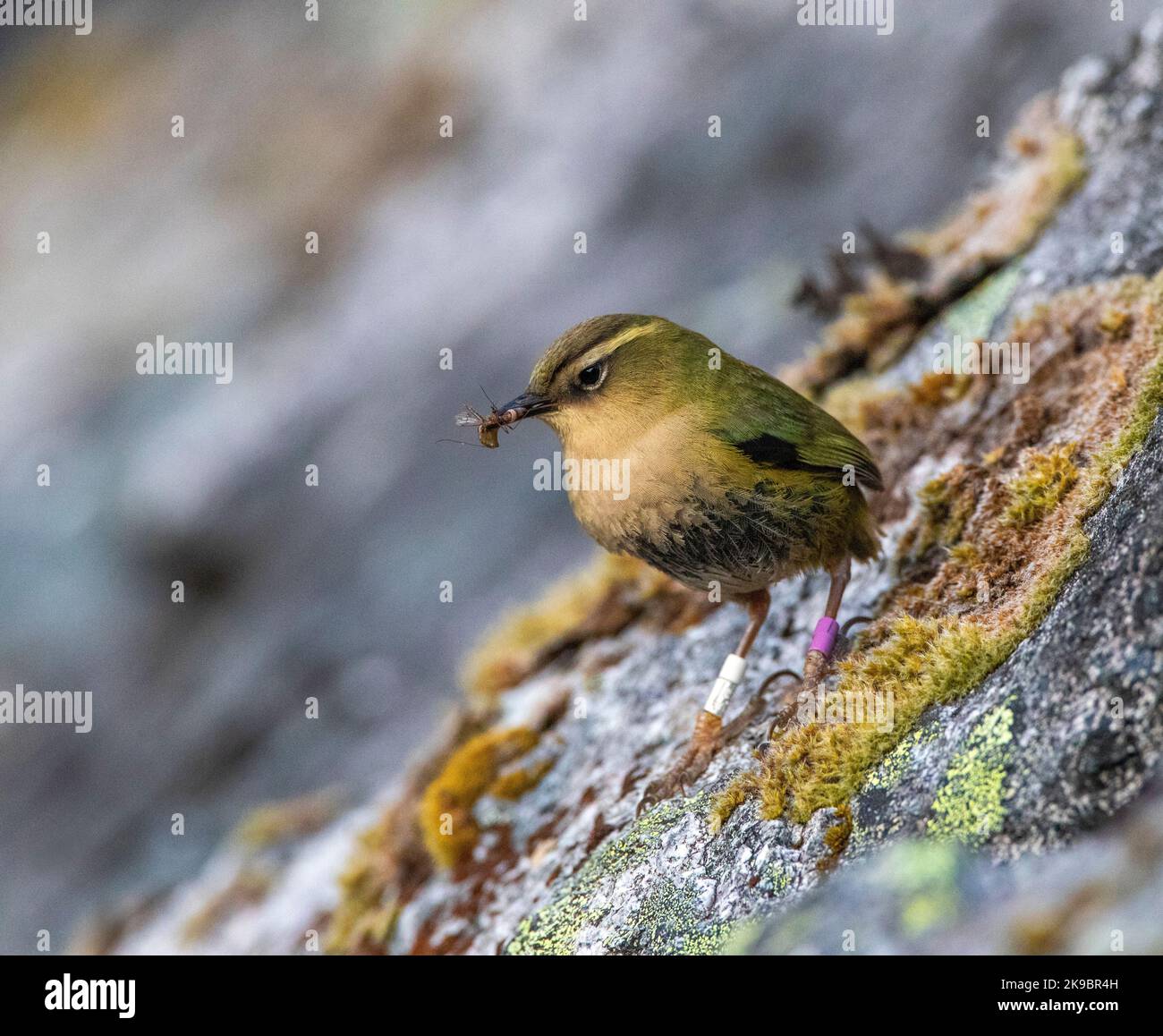 Neuseeland Rock Wren (Xenicus gilviventris) am Homer Tunnel, Südinsel, in Neuseeland. Auch bekannt als der Rockwren oder South Island Wren. Stockfoto