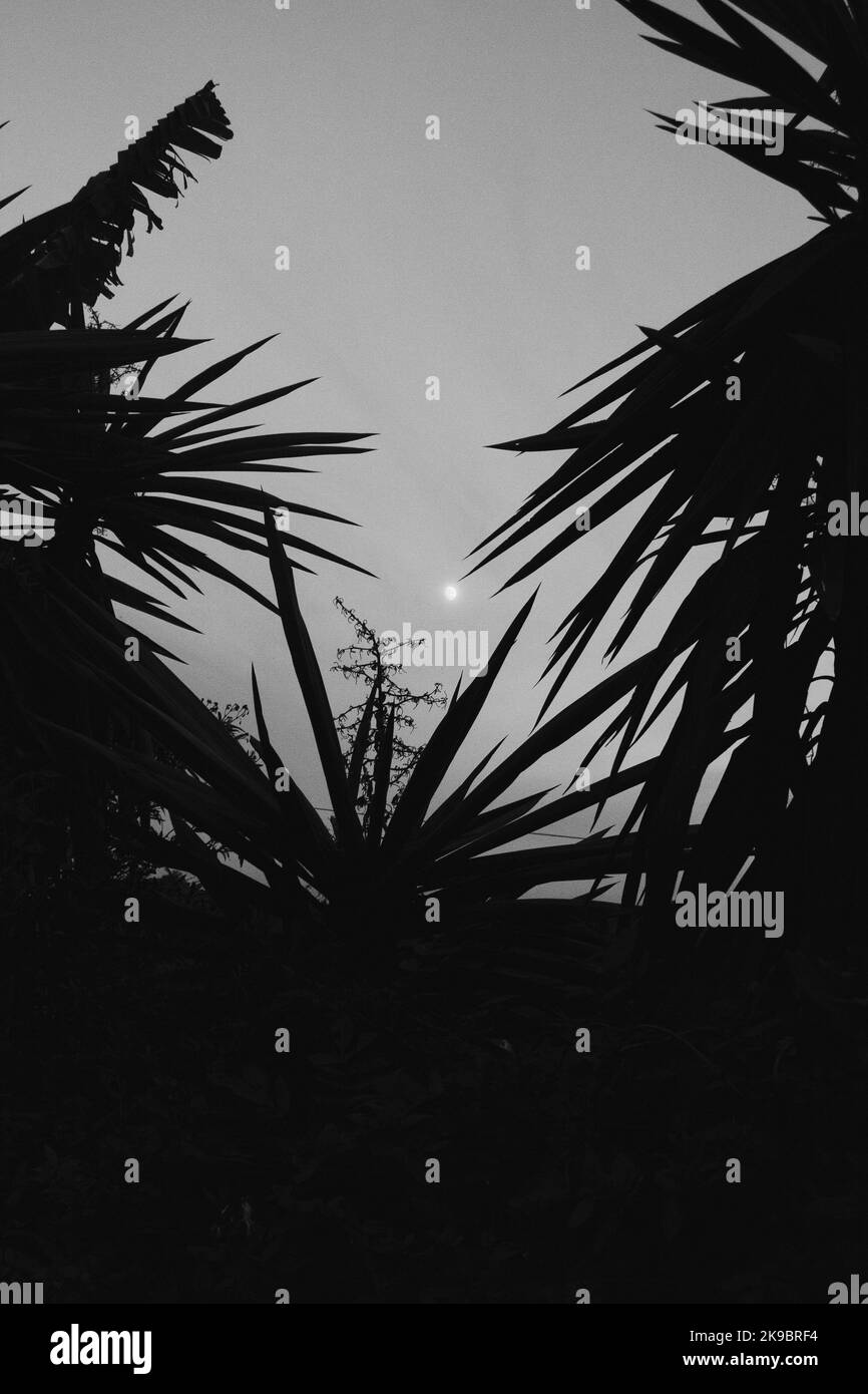 Silhouette von Palmblättern gegen den Himmel, wo die helle Sonne scheint. Stockfoto