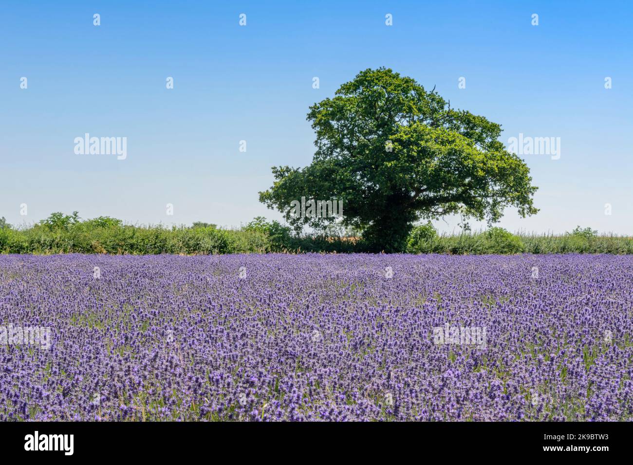 Feld von purpurem Lavendel (Lavandula angustifolia), das auf dem Land wächst Stockfoto