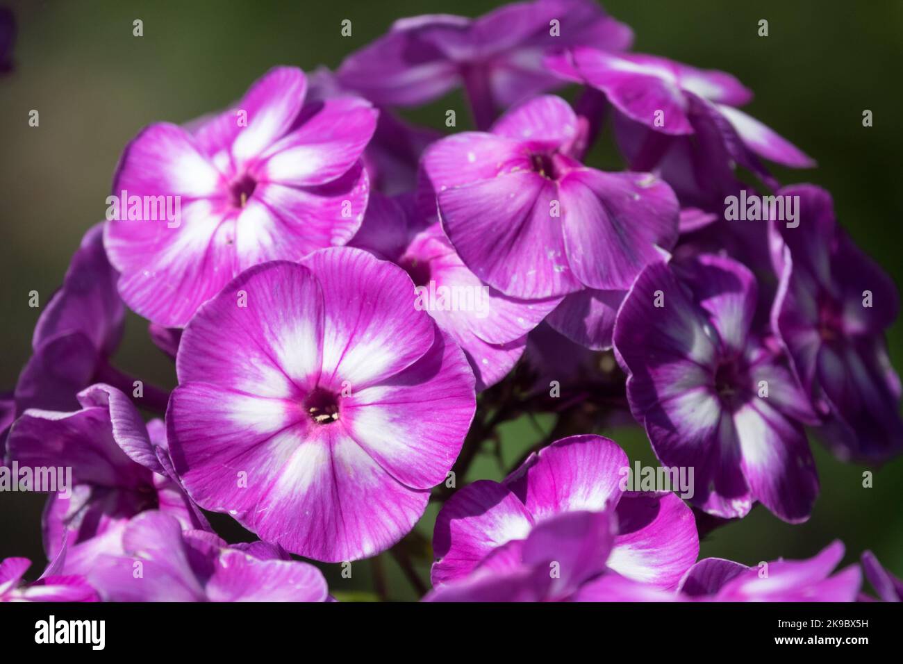 Mauve, Blumen, Nahaufnahme, Phlox paniculata 'Wilhelm Kesselring' Lila Blüten Garten Phlox paniculata blüht Stockfoto